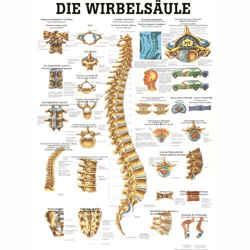 Anatómiai Plakát (50x70 cm): A Gerinc (Die Wirbels