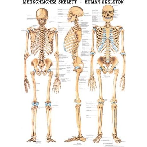 Anatómiai Mini-Plakát (24x34 cm): Az Emberi Csontv