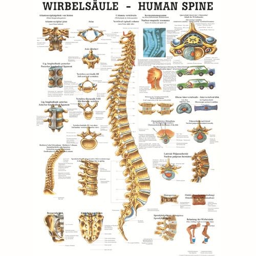 Anatómiai Mini-Plakát: A gerinc (Die Wirbelsäule)